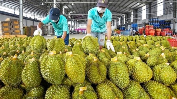 Nghịch lý sầu riêng của Việt